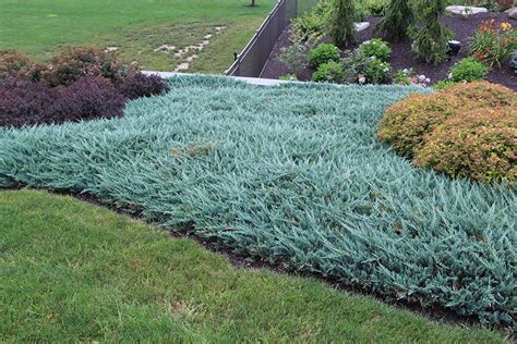 Blue Chip Juniper Ground Cover Plants Juniper Shrub Evergreen Shrubs