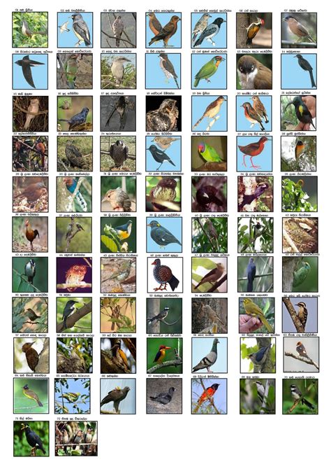 Habitats Of Birds Sri Lankan Birds