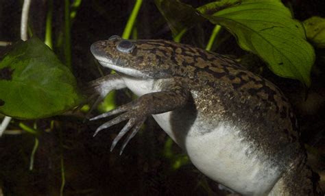 African Water Frog Lifespan Amphipedia
