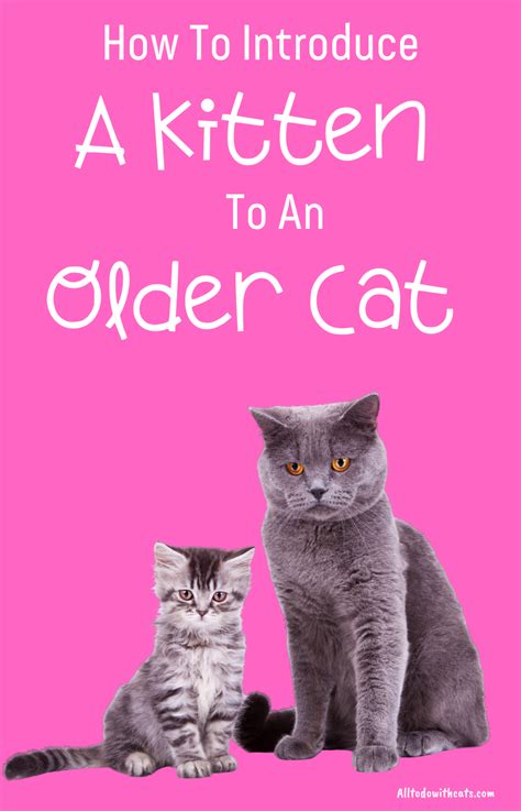 How To Introduce A New Kitten To An Older Catproven Tips Older Cats