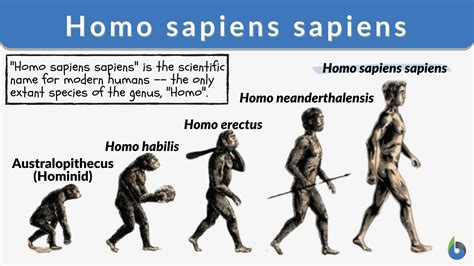 Homo Sapiens Sapiens Definition And Examples Biology Online Dictionary
