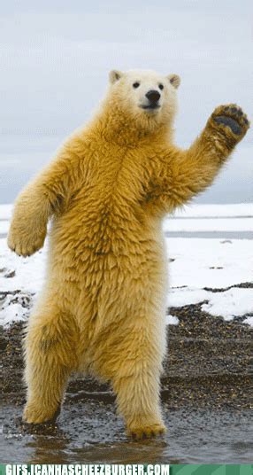 Dancing Polar Bear Dancing Bear Gif WiffleGif