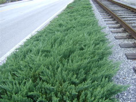 Maybe you would like to learn more about one of these? Buy Parsoni Juniper in Orlando, Florida, Lake Mary ...