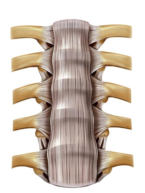 Vertebral Joints Photograph By Asklepios Medical Atlas Pixels
