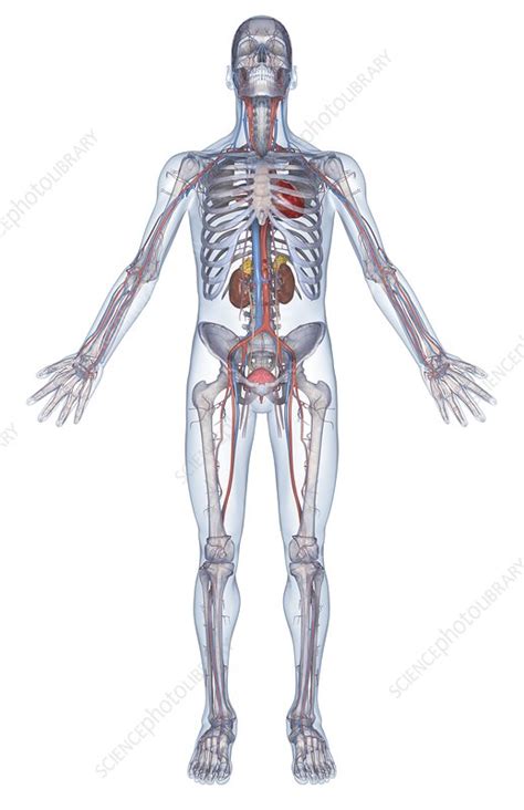 The circulatory system - Stock Image - C008/2775 - Science Photo Library