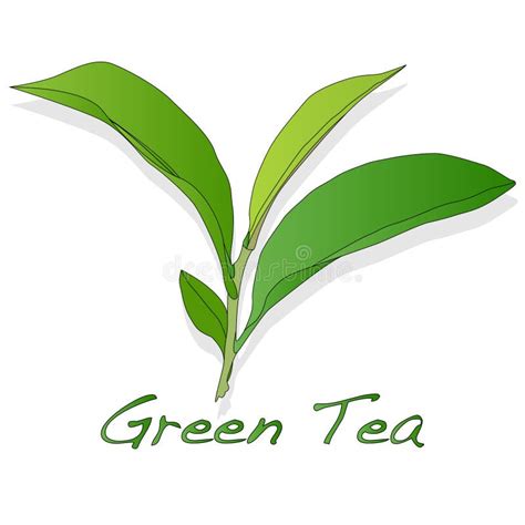 Green Tea Leaf Vector Stock Vector Illustration Of Plantation 84522198