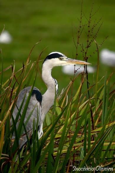 birds of portugal garça cinzenta grey heron ardea cinerea