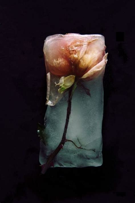 Rose In Ice More Exquisiteness Inside Flowers Photography Frozen
