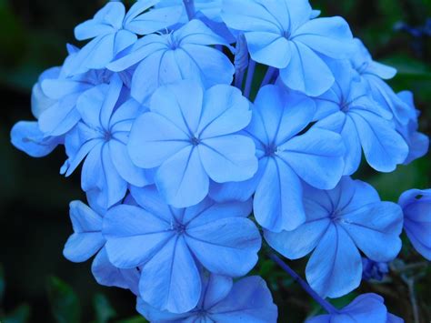 Fleurs Bleu