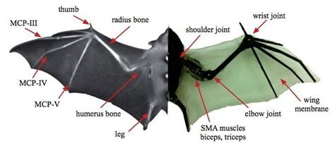 Anatomy Of Bat Wings Extended Wing Anatomy Anatomy Bones Muscle