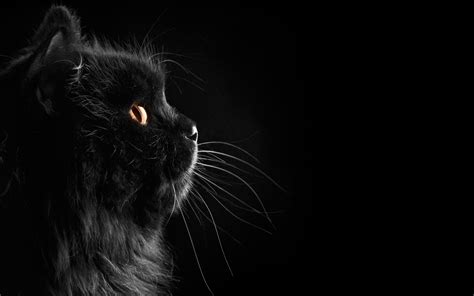 Black Persian Cat In The Dark Wallpaper Fluffy Black Cat Cute Cat Wallpaper Cat Wallpaper