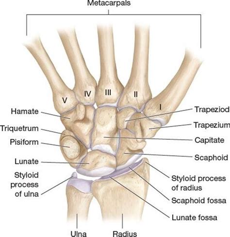 Styloid Process Of Ulna