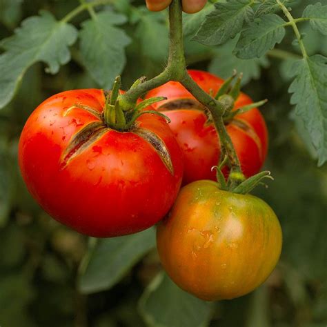10 Common Tomato Plant Diseases To Watch Out For This
