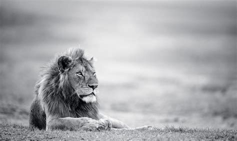 Black And White Lion Wallpapers Wallpaper Cave