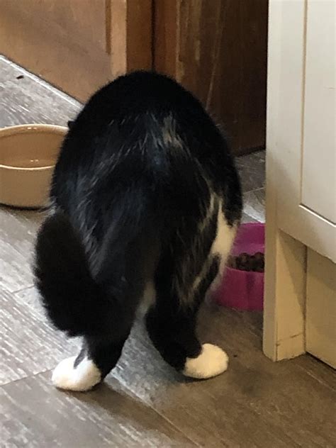 Does Anyone Elses Cat Have Splayed Back Legs Like This Or Is It Just Mine Roddlyterrifying
