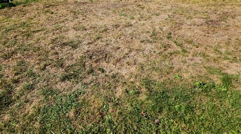 Easiest Way So Reseed Half Dead Lawn Diy Home Improvement Forum