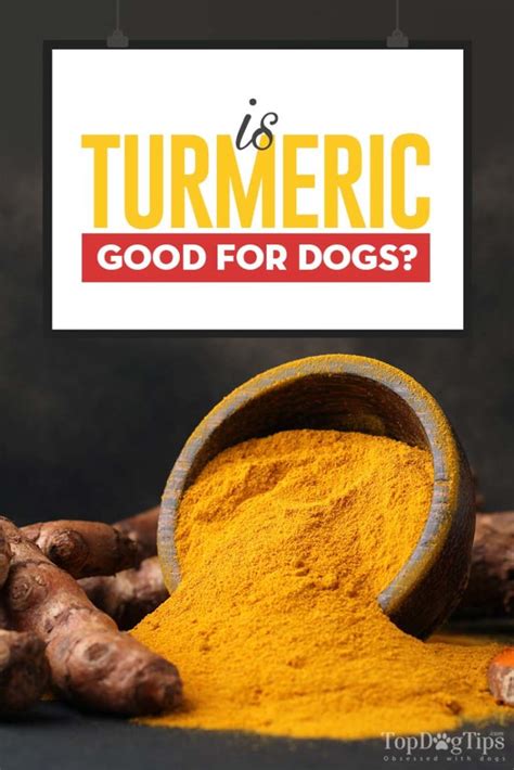 Turmeric For Dogs 101 Can Dogs Eat Turmeric And Whatre The Benefits