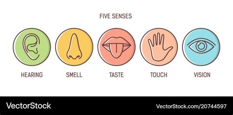 Bundle 5 Senses Hearing Smell Taste Touch Vector Image
