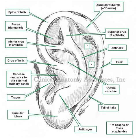 Ear Anatomy Pinna