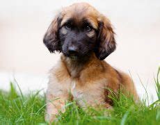 This dog is a cross breed between a labrador retriever and an afghan hound. Afador (Afghan Hound X Labrador Retriever) Info, Puppies ...