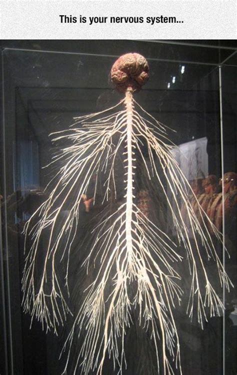 A Dissection Display Of The Entire Peripheral Nervous System Medical