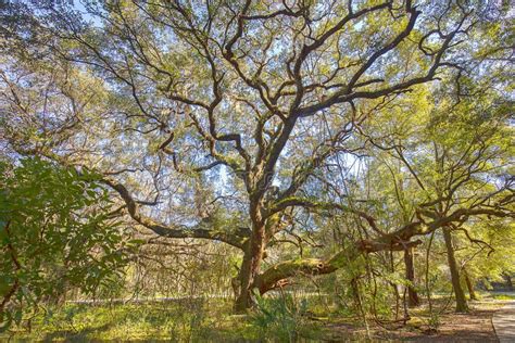 Shade Of A Large Oak Tree Stock Image Image Of Natural 159670353