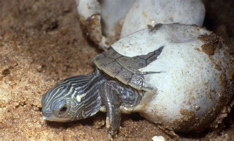 Como Se Reproducen Las Tortugas Mariajo2030