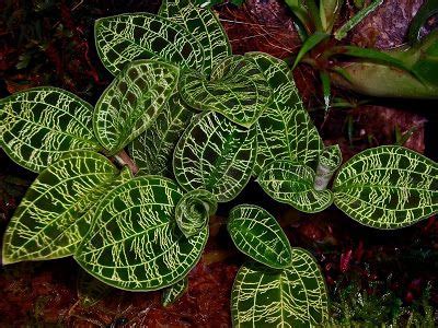 With leaves that literally sparkle in the sunlight, macodes petola has some of the most beautiful and interesting foliage you wil find in any houseplant. Macodes petola care and culture | Jewel orchid, Nature ...
