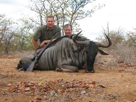 Trophy Blue Wildebeest Hunting In South Africa Big Game Hunting