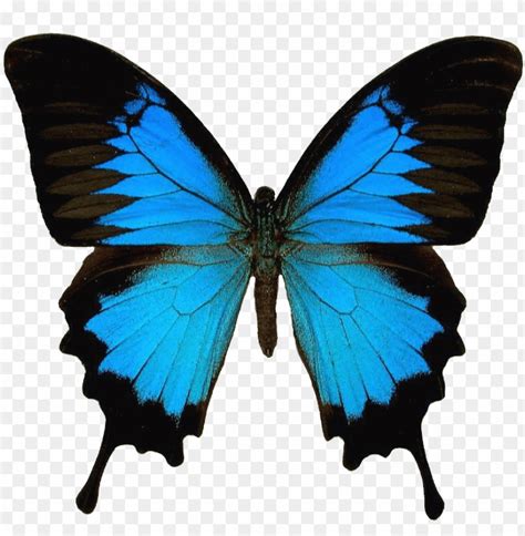 Free Download Hd Png Butterfly Texture Photo Butterfly7 Papilio