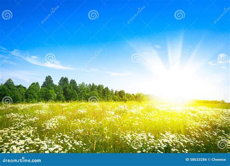 Sunset Sun And Field Of Green Fresh Grass Stock Photo Image Of