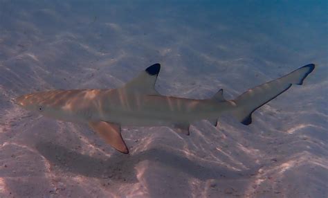 Black Tip Reef Shark