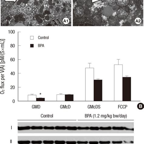 Oxidative Stress In Hepg2 Cells Treated With 100 Nm Bpa A Mda
