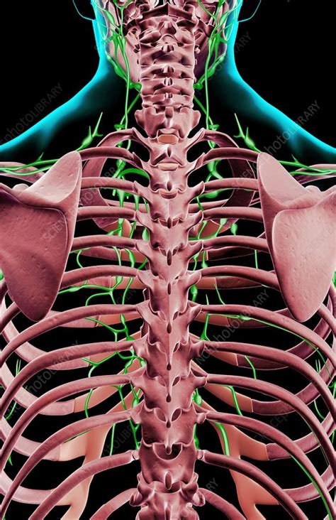 The Lymph Supply Of The Upper Body Stock Image F0019880 Science