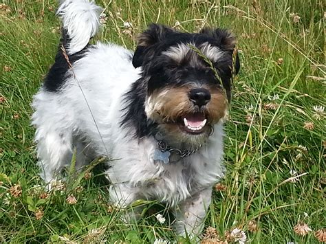 Maybe you would like to learn more about one of these? Jack russell, long haired, black and tan | Jack russell ...