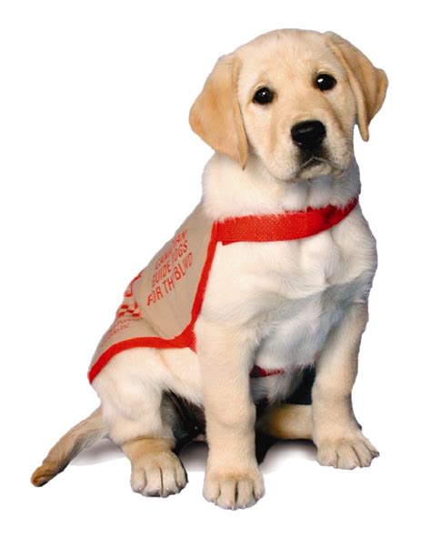 Canadian Guide Dogs For The Blind