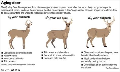 Aging Deer Hunting