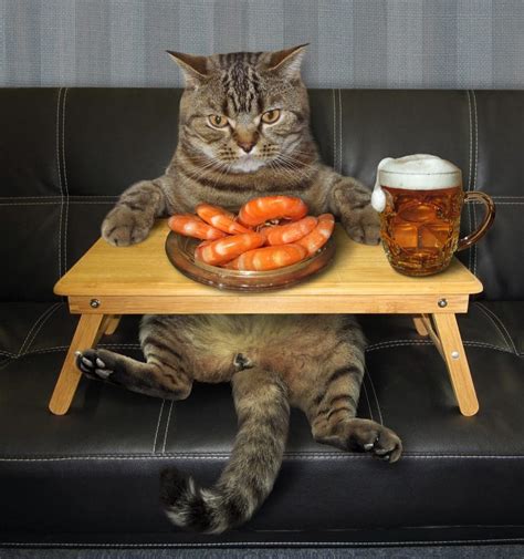 Yes they do eat shrimp because they are carnivores. Can Cats Eat Shrimps? This is the Answer | HappyPetsNow.com