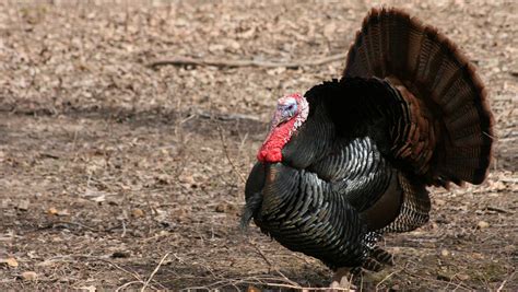 Wild Turkeys A Conservation And Hunting Success Story