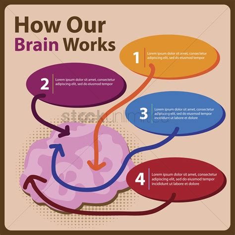 But the human brain is unique. Infographic on how our brain works Vector Image - 1300393 ...