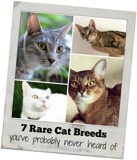 7 Rare Cat Breeds Youve Probably Never Heard Of Holy Meow