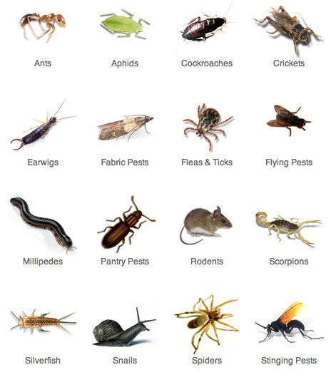 Even if you are a skilled bug identifier our pictures and information to help you identify bug bites and stings. About Us | Promax Pest Control