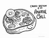 Coloring Biology Animal Cell sketch template