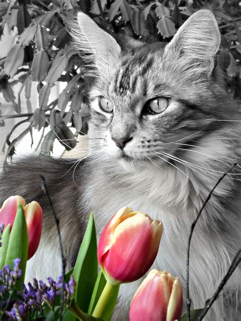 A proud cat owner posted a perfect shot of her pet posing next to a vase of tulips heartbroken juliet cridlow didn't know that tulips are poisonous to cats when she left them on her kitchen table. Tulip time and time for Floris | Tulips, Cats, Feline