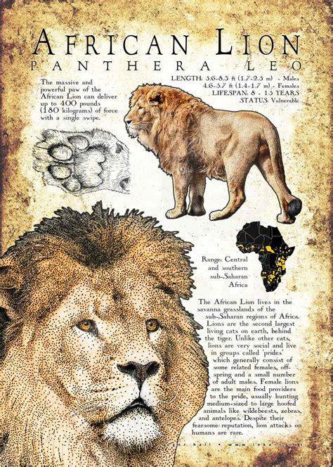 African Lion Poster Print Infographic