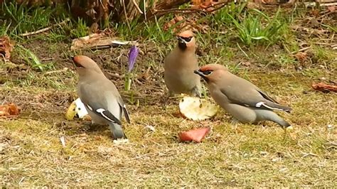 Bijzondere Vogels In De Tuin Special Birds In The Garden Youtube