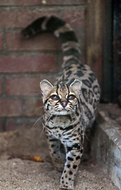 Margay Cat Very Rare Often Confused With Ocelot This Is The Only Cat