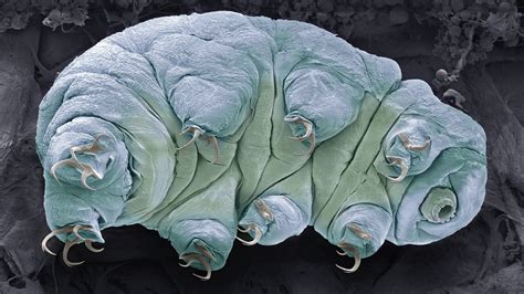 Frozen Tardigrade Becomes First Quantum Entangled Animal In History