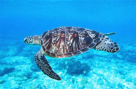 Green Sea Turtle The Animal Facts Diet Habitat Breeding Behaviour