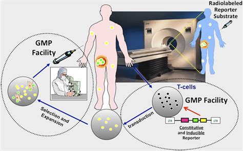 Noninvasive Molecular Imaging Using Reporter Genes Journal Of Nuclear